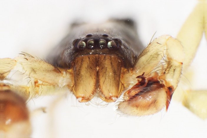 Kahramanmaraş'ta yeni örümcek türü keşfedildi: Turkocranum