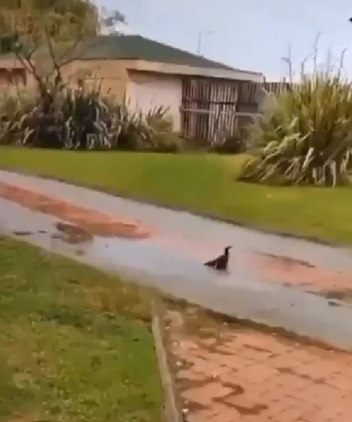 Yalova’da yavru kediyi tekmeleyen Iraklı çocuk için 5 yıl hapis istemi