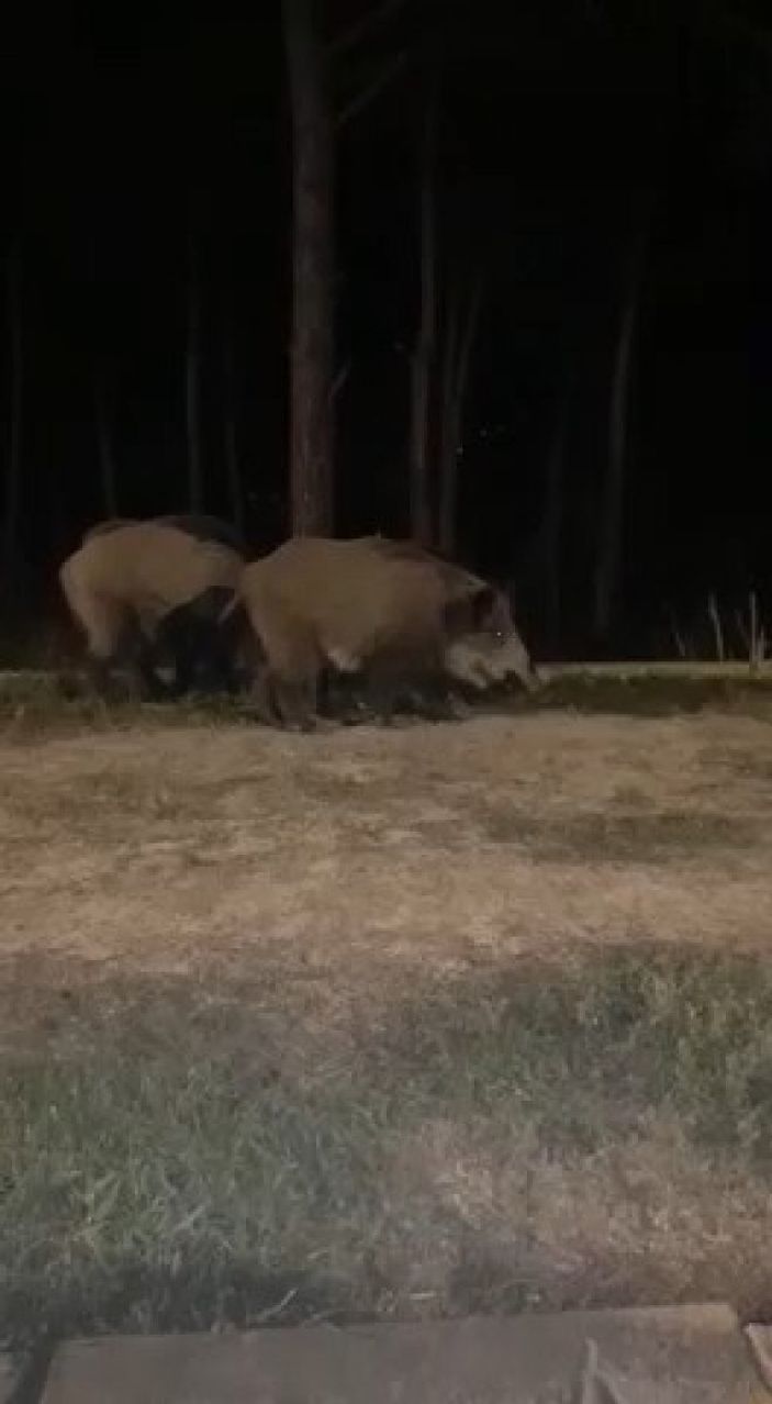 İstanbul'da aç domuzlar şehre indi