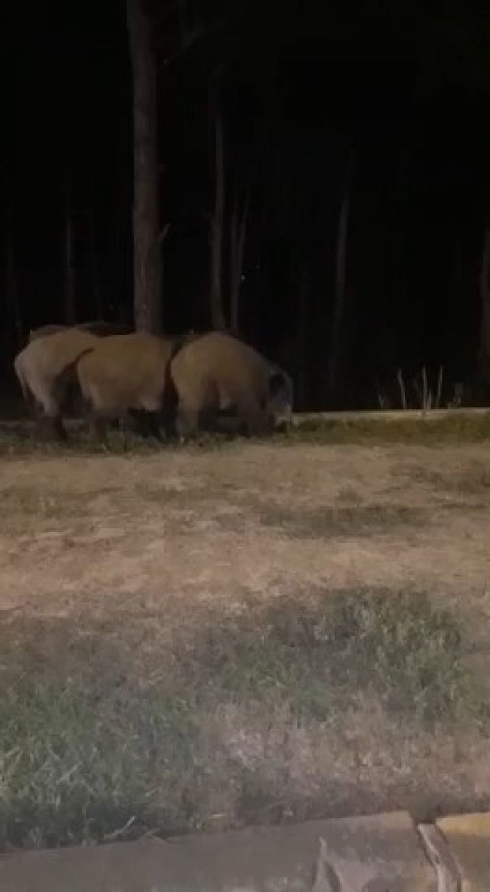İstanbul'da aç domuzlar şehre indi