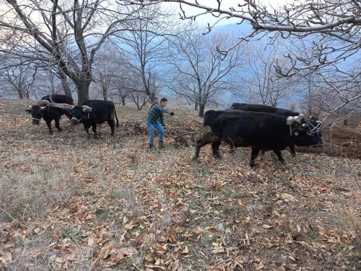 Aydın'da kış etkisi bitiyor, tarım çalışmaları başlıyor