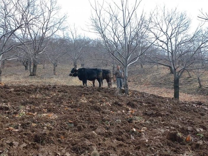 Aydın'da kış etkisi bitiyor, tarım çalışmaları başlıyor