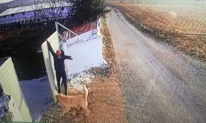 Afyonkarahisar'da köpek, bir öğretmene saldırdı