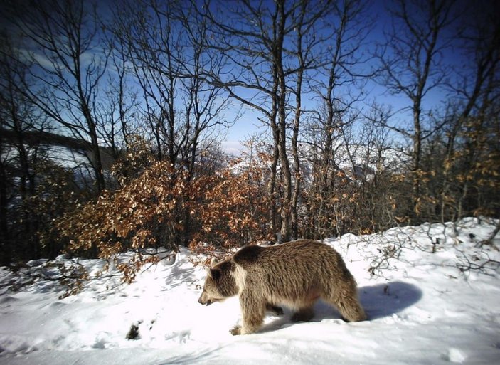 Erzincan’da fotokapanla, ur kekliği görüntülendi