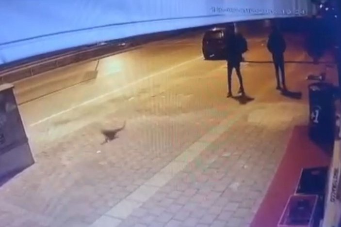 Antalya’da kediyi tekmeleyerek metrelerce havaya uçurdular