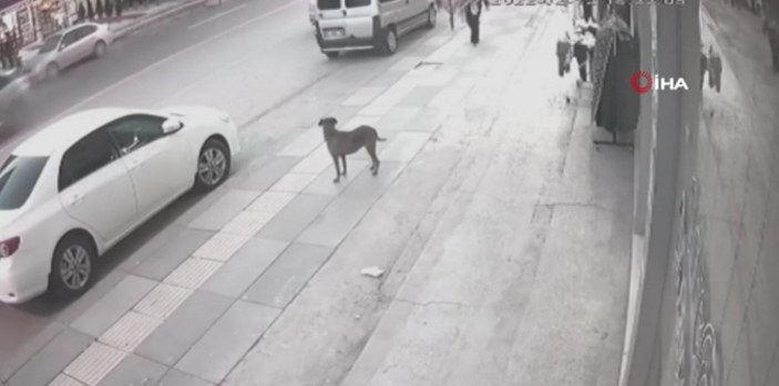 Ankara’da köpekler okul bahçesine girdi, kaldırımdaki vatandaşlara saldırdı
