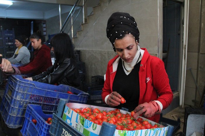 Sebze meyve fiyatları düşmeye başladı