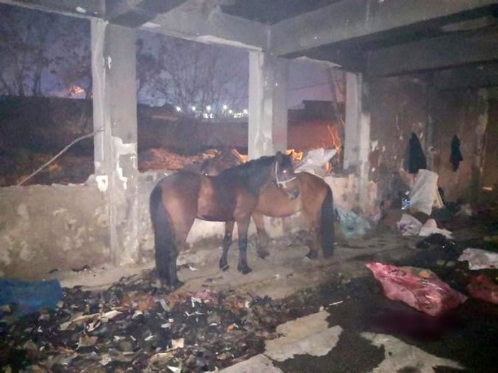 İzmir’de kaçak kesim operasyonu: Eşek ve katırlar kurtarıldı