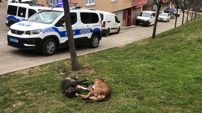 Bursa'da kendilerine saldıran pitbullları tabancayla öldürdüler