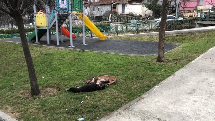 Bursa'da kendilerine saldıran pitbullları tabancayla öldürdüler