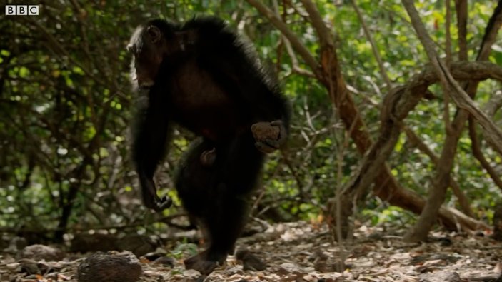 Şempanzelerin taşlı sopalı çiftleşme kavgası kamerada