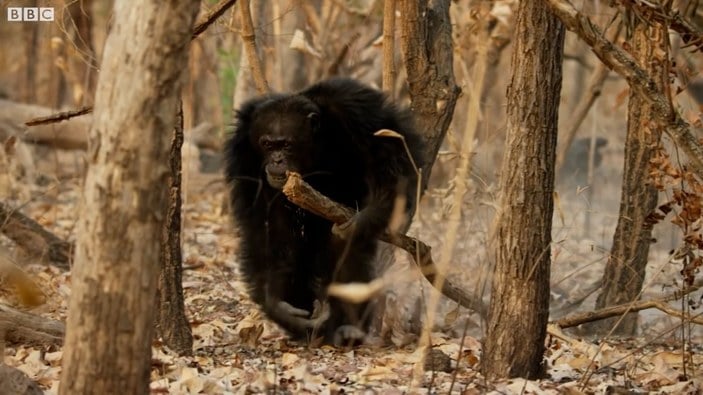Şempanzelerin taşlı sopalı çiftleşme kavgası kamerada