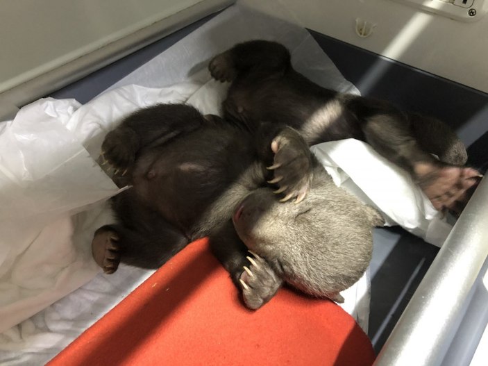 Kastamonu'da 10 günlük 2 bozayı, donmak üzereyken bulundu
