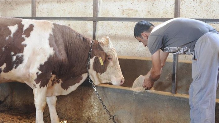 Gübreden sonra hayvan yemine de indirim yapıldı