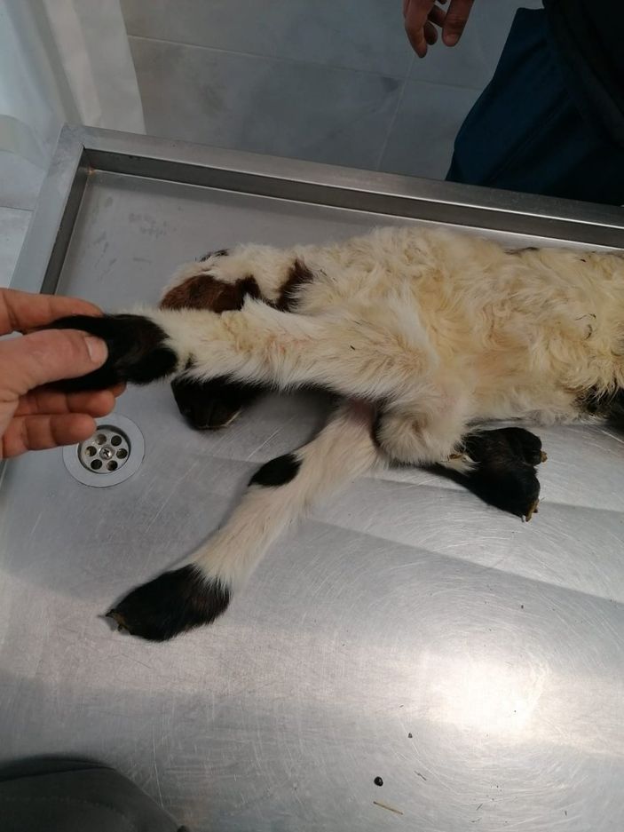 Denizli'de kuzu, 5 bacaklı doğdu