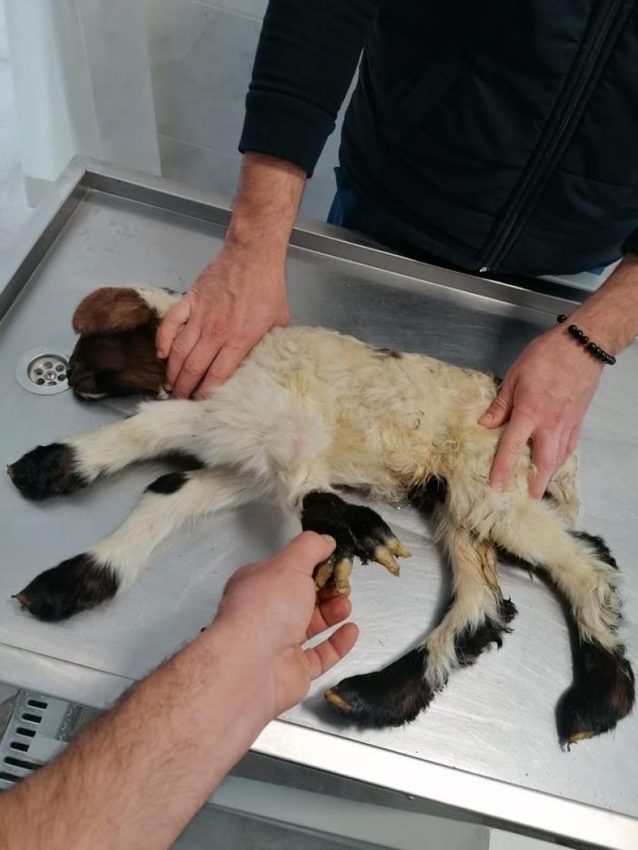 Denizli'de kuzu, 5 bacaklı doğdu