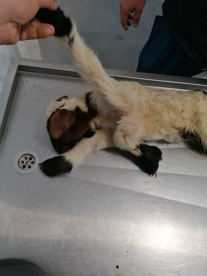 Denizli'de kuzu, 5 bacaklı doğdu