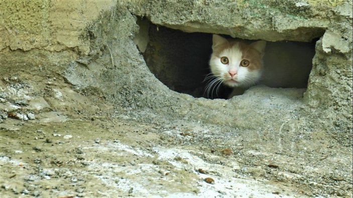 Kocaeli'de oyuğa saklanan kedilerin canlı canlı gömüldüğü iddiası