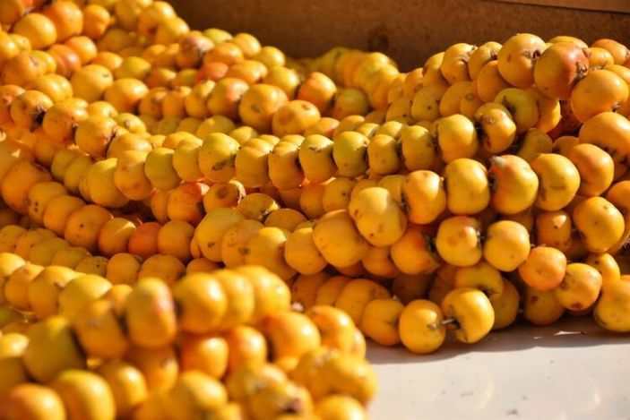 Alıç meyvesinin sağlığa 6 inanılmaz faydası