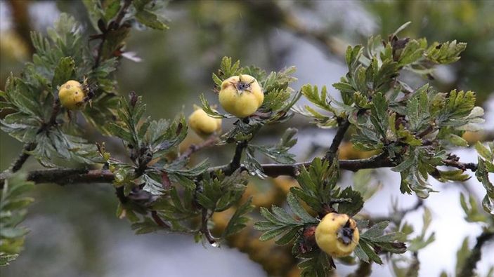 Alıç meyvesinin sağlığa 6 inanılmaz faydası
