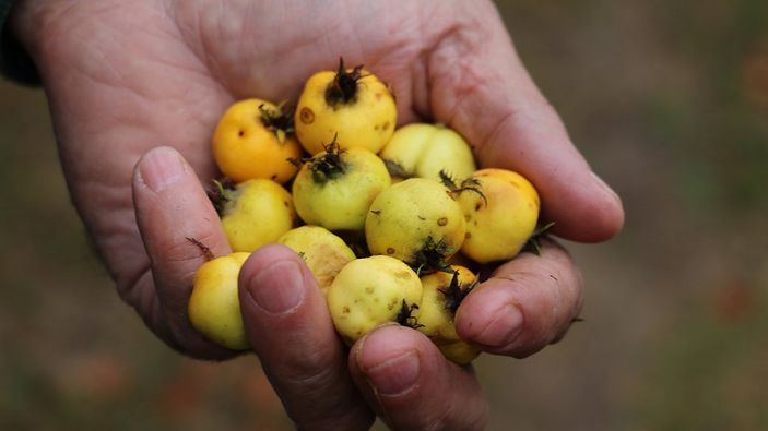 Alıç meyvesinin sağlığa 6 inanılmaz faydası