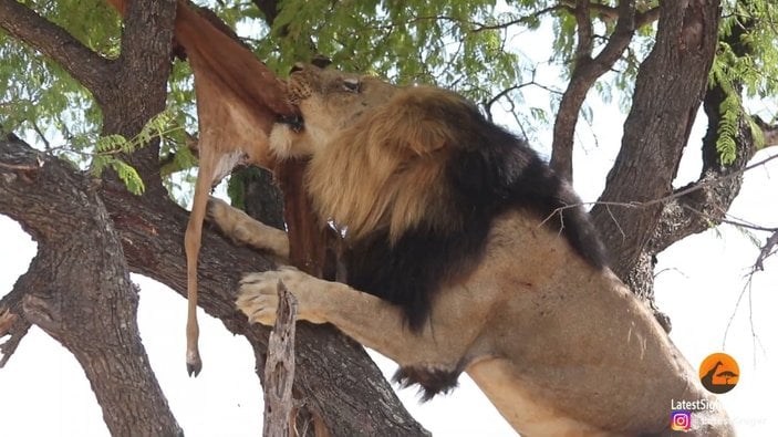 Afrika'da erkek aslan, leoparın yemeğini ağaçtan aldı
