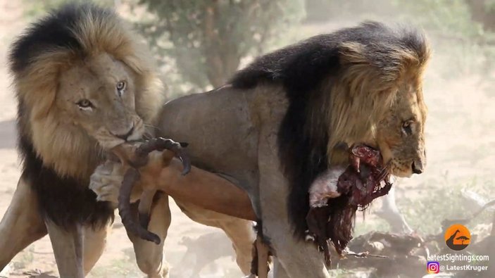 Afrika'da erkek aslan, leoparın yemeğini ağaçtan aldı