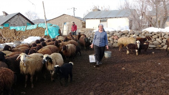 Muş'ta baharın müjdecileri, anneleriyle buluştu