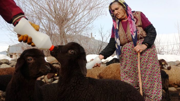 Muş'ta baharın müjdecileri, anneleriyle buluştu