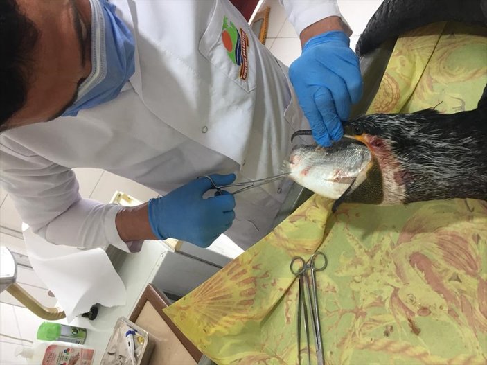 Antalya'da 1 kiloluk balık, karabatağın boğazına takıldı