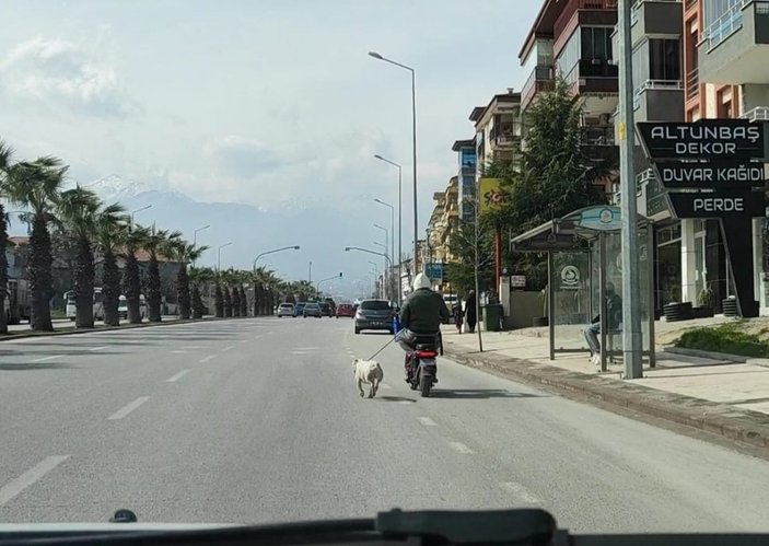 Denizli'de motosiklete bağladığı köpeği koşturan şahıs: Spor yaptırıyorum