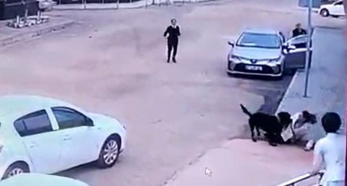 Gaziantep’te bahçeden kaçan köpek, kadına saldırdı