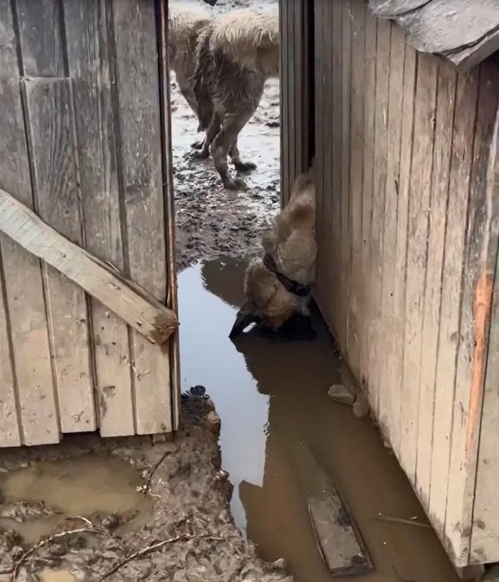 Bolu’da, barınaktaki köpekler çamur içinde görüntülendi