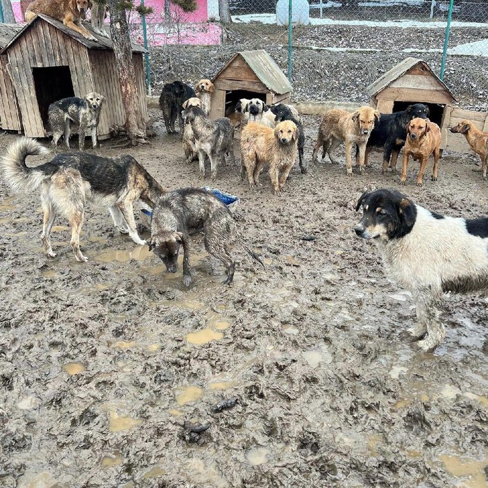 Bolu’da, barınaktaki köpekler çamur içinde görüntülendi