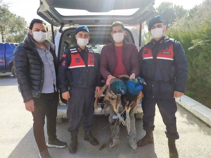 i Denizli'deki hırsızlık çetesi, çalınan tavus kuşlarını yeme kavgası yaptı