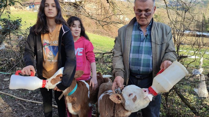 Bartın'da üçüz buzağılar bebek gibi bakılıyor