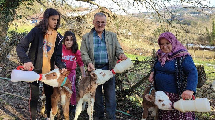 Bartın'da üçüz buzağılar bebek gibi bakılıyor