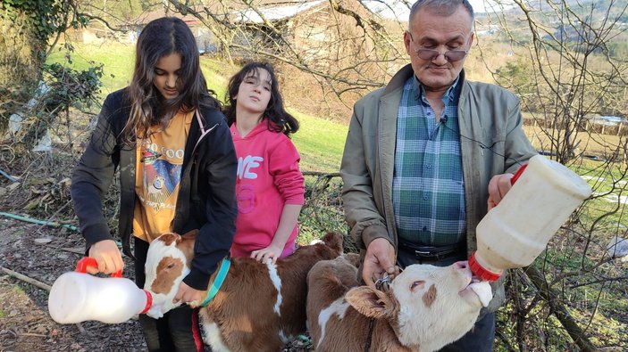 Bartın'da üçüz buzağılar bebek gibi bakılıyor