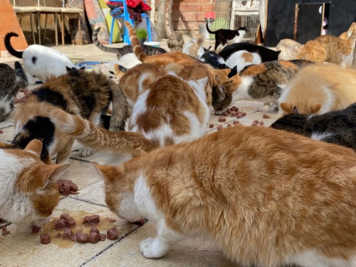 Elazığ'da Nuriye Teyze, 70 kedinin annesi oldu