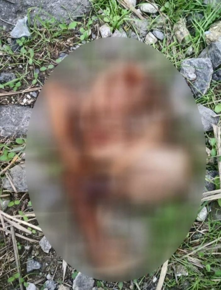 Bağcılar’da, eski fabrika alanı sokak köpekleriyle doldu