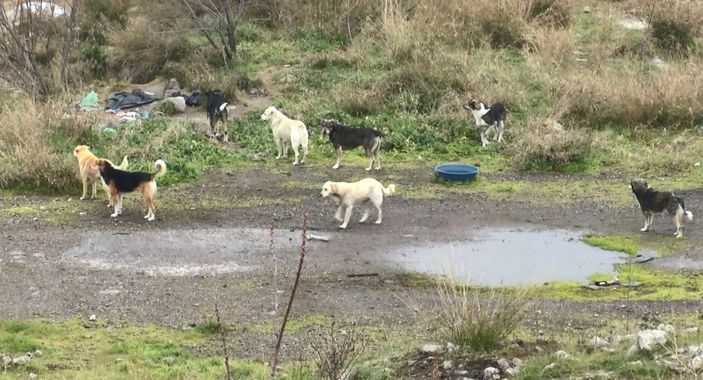 Bağcılar’da, eski fabrika alanı sokak köpekleriyle doldu
