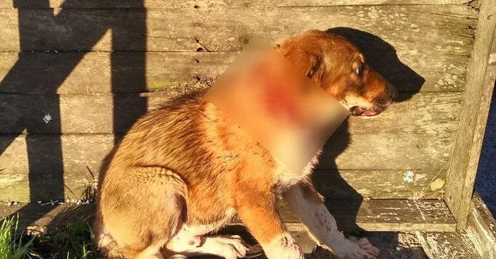 Bağcılar’da, eski fabrika alanı sokak köpekleriyle doldu