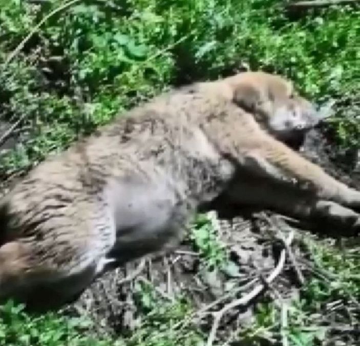 Bağcılar’da, eski fabrika alanı sokak köpekleriyle doldu