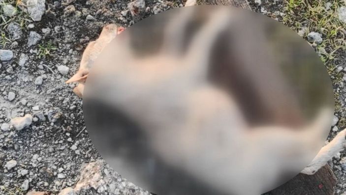 Bağcılar’da, eski fabrika alanı sokak köpekleriyle doldu