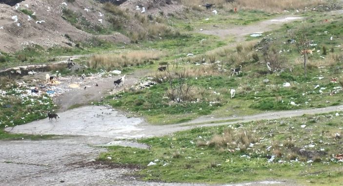 Bağcılar’da, eski fabrika alanı sokak köpekleriyle doldu