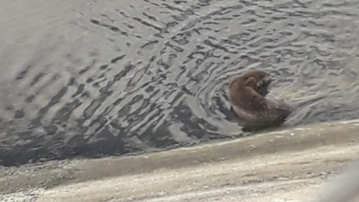 Kırıkkale'de sokak köpeği su samuruna saldırdı