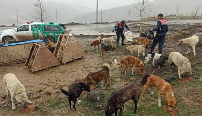Samsun'da jandarmadan sokak hayvanlarına şefkat eli