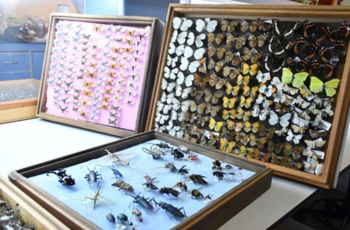 Kahramanmaraş'ta bir profesörün 4 bin türlük böcek koleksiyonu var