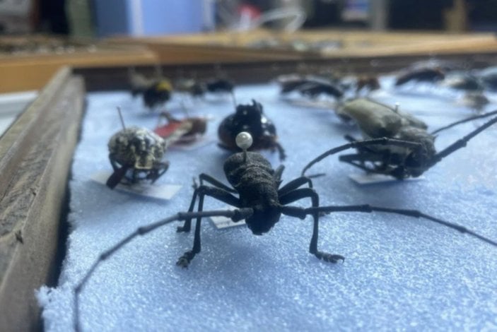 Kahramanmaraş'ta bir profesörün 4 bin türlük böcek koleksiyonu var