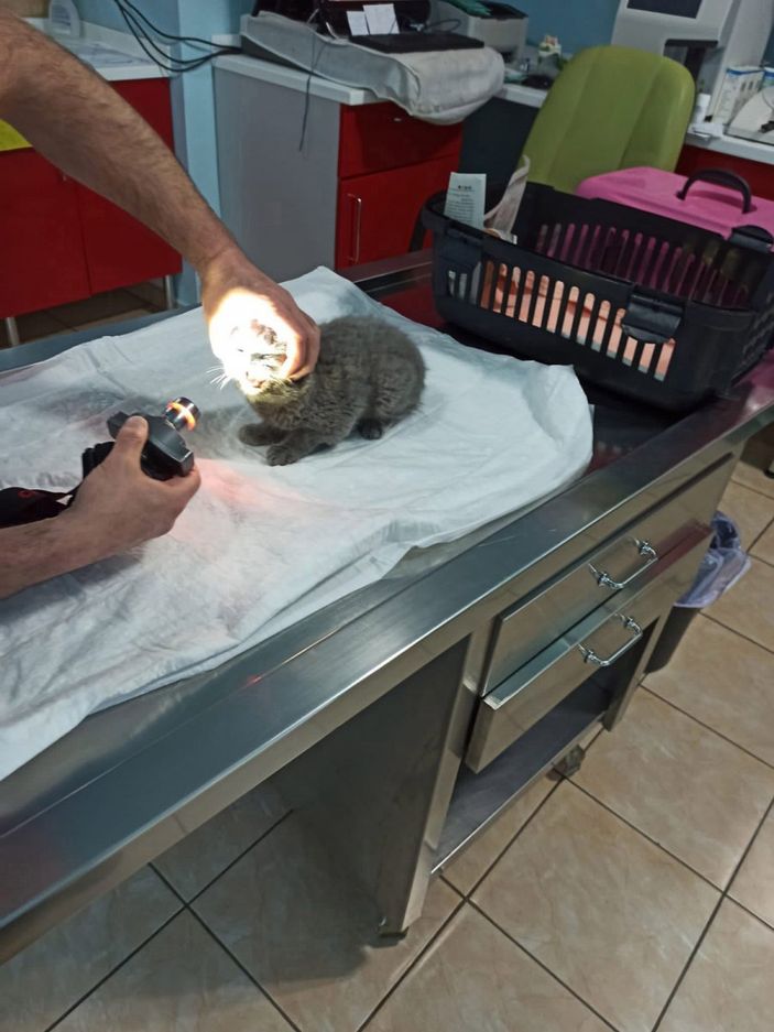 Trabzon'da kediyi duvara fırlatan sanık hakkında duruşmaya zorla getirme kararı
